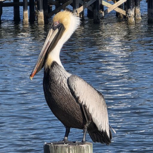 Pelican