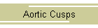 Aortic Cusps